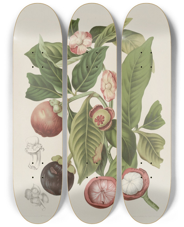Triptych art skateboard deck of Berthe Hoola Van Nooten Fleurs Fruits Et Feuillages Choisis De Lille De Java Pl16 by Berthe Hoola Van Nooten (1817-1892)