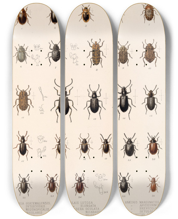 Triptych art skateboard deck of Frederick Ducane Godman Insecta Coleoptera Pl 105 by Frederick Ducane Godman (1834-1919)