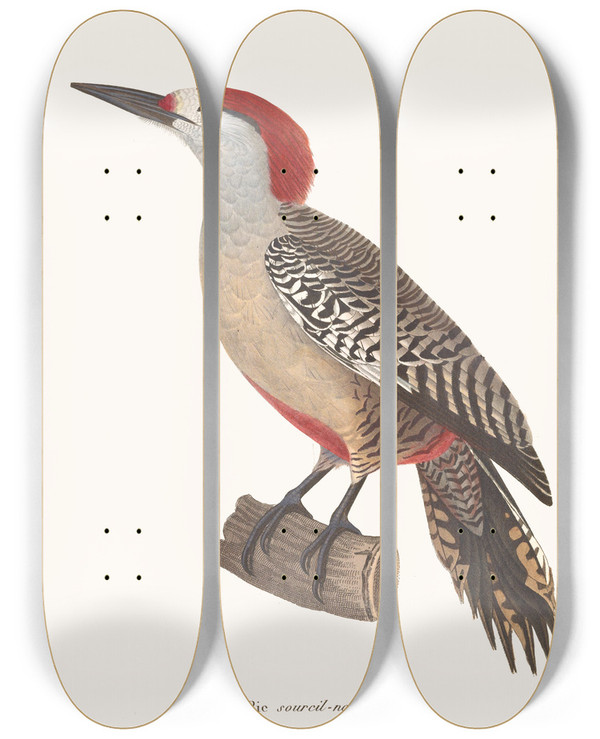 Triptych art skateboard deck of Coenraad Jacob Temminck Pic Sourcil Noir by Coenraad Jacob Temminck (1778-1858)