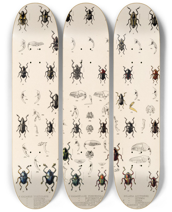 Triptych art skateboard deck of Frederick Ducane Godman Insecta Coleoptera Pl 193 by Frederick Ducane Godman (1834-1919)