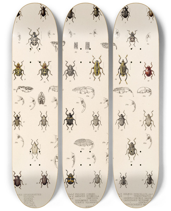 Triptych art skateboard deck of Frederick Ducane Godman Insecta Coleoptera Pl 197 by Frederick Ducane Godman (1834-1919)