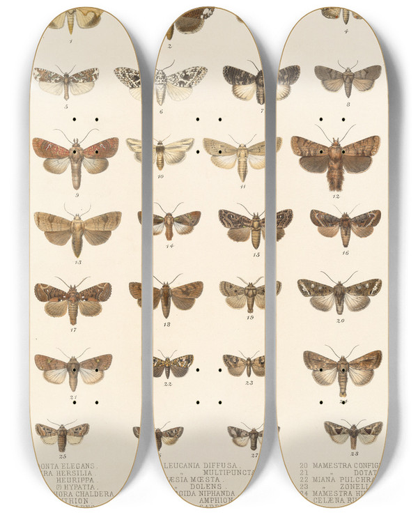 Triptych art skateboard deck of Frederick Ducane Godman Insecta Lepidopteraheterocera Pl 026 by Frederick Ducane Godman (1834-1919)