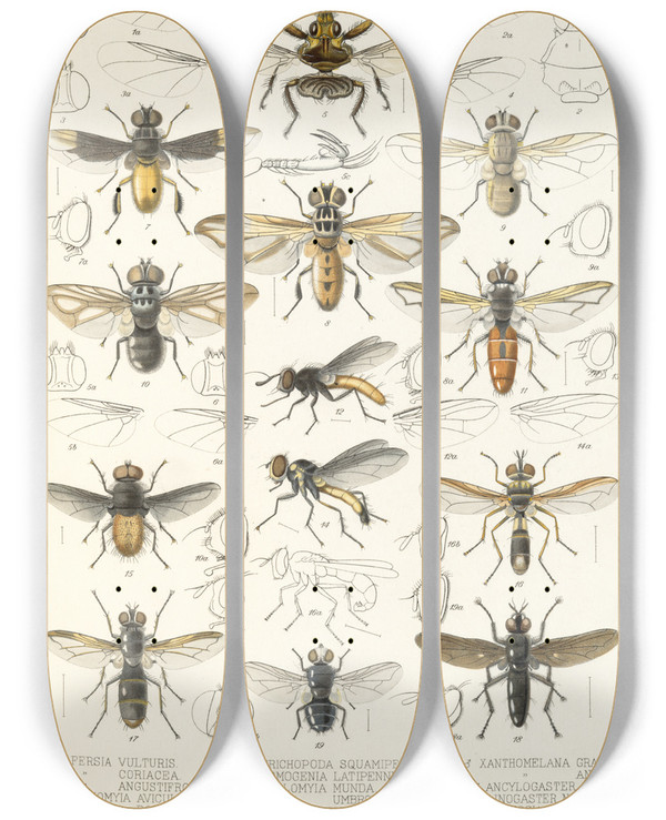Triptych art skateboard deck of Frederick Ducane Godman Insecta Diptera Pl 21 by Frederick Ducane Godman (1834-1919)