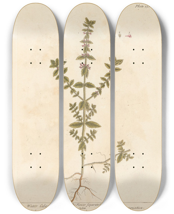 Triptych art skateboard deck of Elizabeth Blackwell Water Calamint by Elizabeth Blackwell (1707-1758)