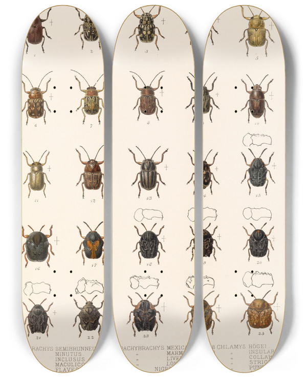 Triptych art skateboard deck of Frederick Ducane Godman Insecta Coleoptera Pl 271 by Frederick Ducane Godman (1834-1919)