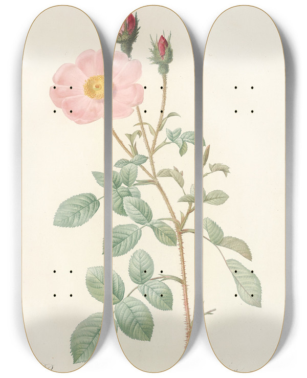 Triptych art skateboard deck of Pierre Joseph Redout Rosa Muscosa Simplex by Pierre Joseph Redoute (1759-1840)