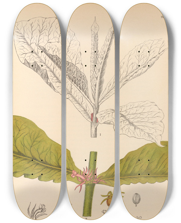 Triptych art skateboard deck of Charles Frederick Millspaugh Medicinal Plants Pl167 by Charles Frederick Millspaugh (1854-1923)