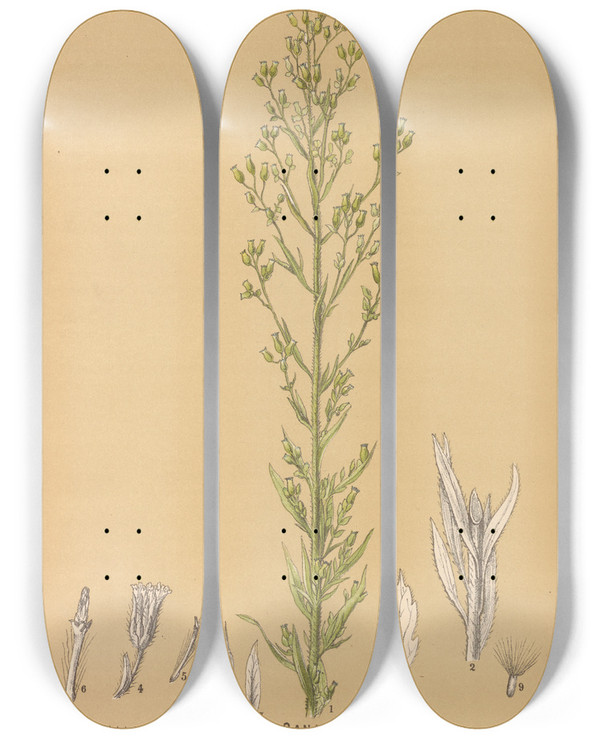 Triptych art skateboard deck of Charles Frederick Millspaugh Medicinal Plants Pl173 by Charles Frederick Millspaugh (1854-1923)