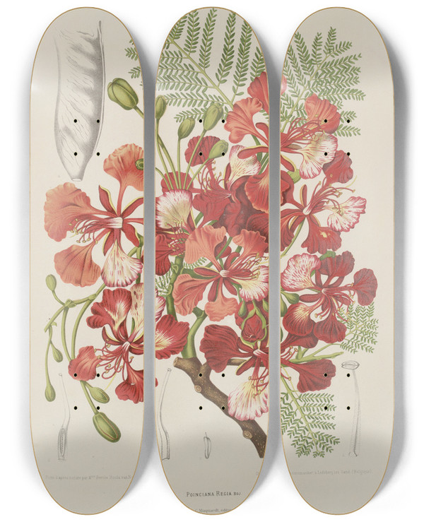 Triptych art skateboard deck of Berthe Hoola Van Nooten Fleurs Fruits Et Feuillages Choisis De Lille De Java Pl37 by Berthe Hoola Van Nooten (1817-1892)