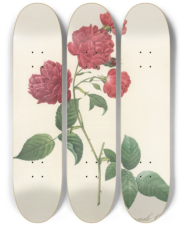 Triptych art skateboard deck of Pierre Joseph Redout Rosa Indica Caryophyllea by Pierre Joseph Redoute (1759-1840)