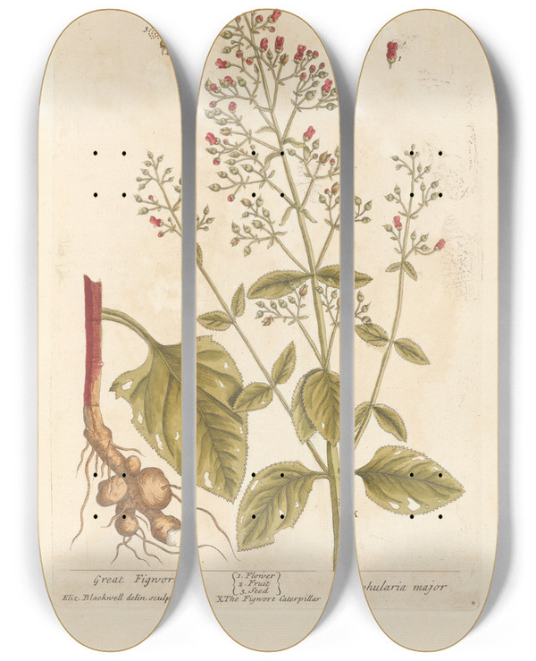 Triptych art skateboard deck of Elizabeth Blackwell Great Figwort by Elizabeth Blackwell (1707-1758)