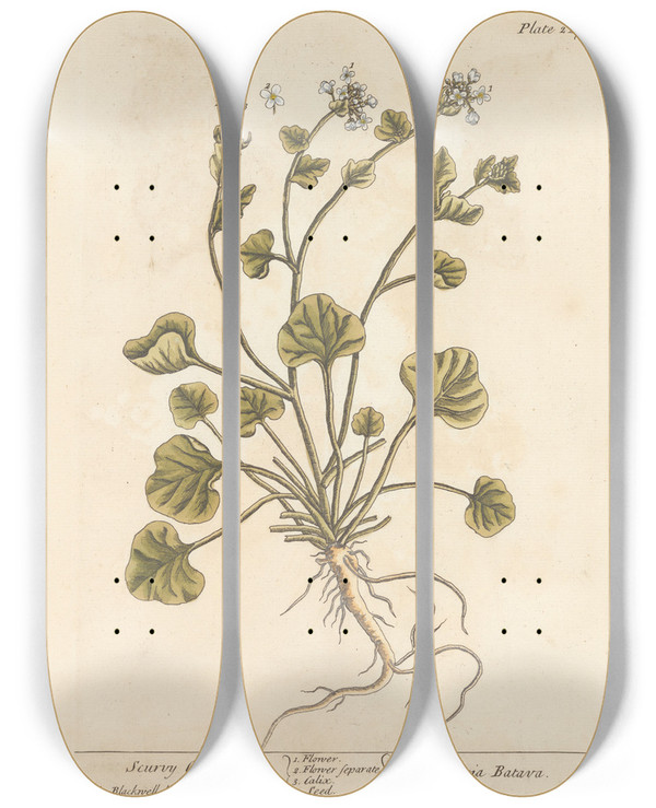 Triptych art skateboard deck of Elizabeth Blackwell Scurvy Grass by Elizabeth Blackwell (1707-1758)