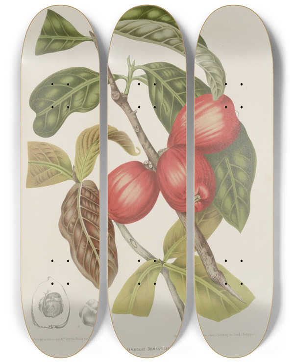 Triptych art skateboard deck of Berthe Hoola Van Nooten Fleurs Fruits Et Feuillages Choisis De Lille De Java Pl30 by Berthe Hoola Van Nooten (1817-1892)