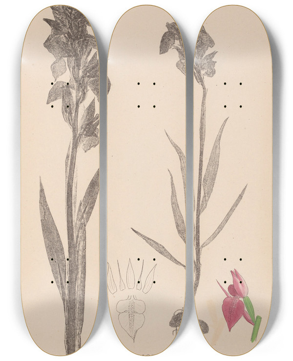 Triptych art skateboard deck of Louis Antoine Cusin Herbier De La Flore Franaise Pl1010 by Louis Antoine Cusin (1824-1901)