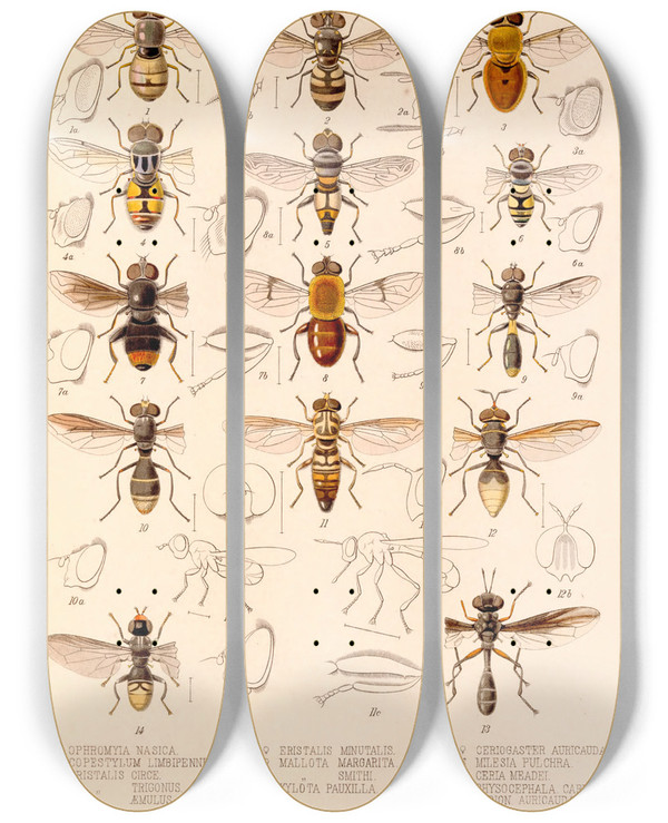 Triptych art skateboard deck of Frederick Ducane Godman Insecta Diptera Pl 02 by Frederick Ducane Godman (1834-1919)