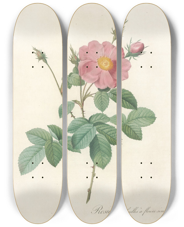 Triptych art skateboard deck of Pierre Joseph Redout Rosa Centifolia Simplex by Pierre Joseph Redoute (1759-1840)