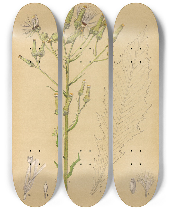 Triptych art skateboard deck of Charles Frederick Millspaugh Medicinal Plants Pl084 by Charles Frederick Millspaugh (1854-1923)