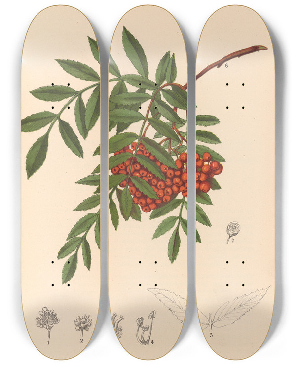 Triptych art skateboard deck of Charles Frederick Millspaugh Medicinal Plants Pl149 by Charles Frederick Millspaugh (1854-1923)