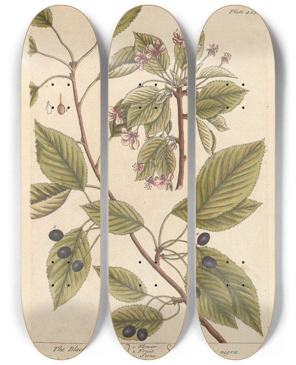 Triptych art skateboard deck of Elizabeth Blackwell The Black Cherry by Elizabeth Blackwell (1707-1758)