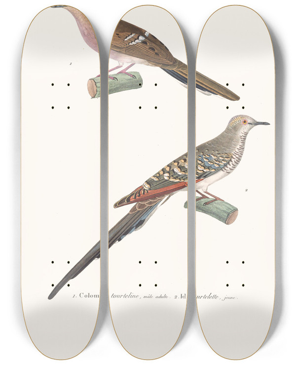 Triptych art skateboard deck of Coenraad Jacob Temminck Colombe Tourtelette by Coenraad Jacob Temminck (1778-1858)