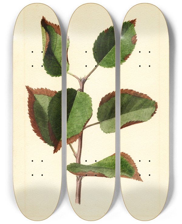 Triptych art skateboard deck of James Marion Shull Malus Domestica_3 by James Marion Shull (1872-1948)