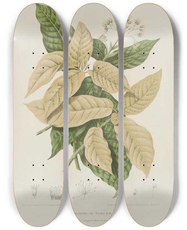 Triptych art skateboard deck of Berthe Hoola Van Nooten Fleurs Fruits Et Feuillages Choisis De Lille De Java Pl21 by Berthe Hoola Van Nooten (1817-1892)
