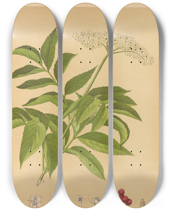 Triptych art skateboard deck of Charles Frederick Millspaugh Medicinal Plants Pl168 by Charles Frederick Millspaugh (1854-1923)