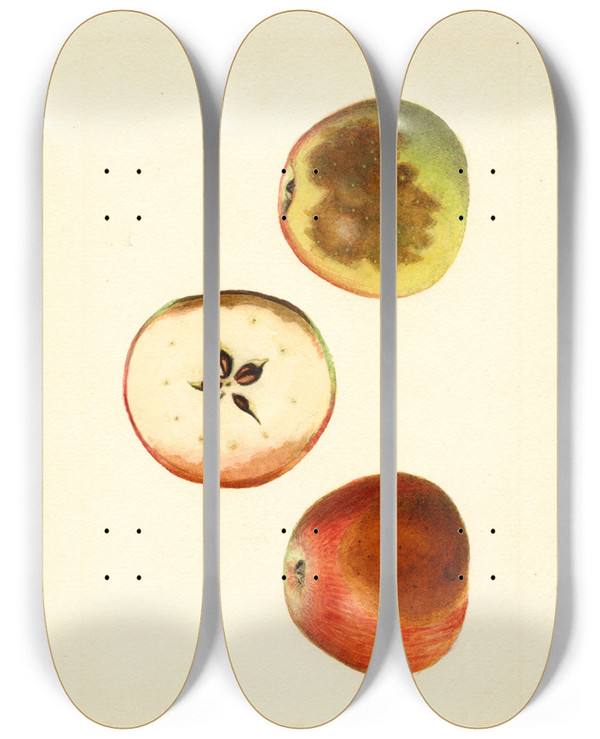 Triptych art skateboard deck of James Marion Shull Malus Domestica Ben Davis_2 by James Marion Shull (1872-1948)