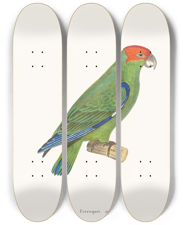 Triptych art skateboard deck of Coenraad Jacob Temminck Perroquet Mitre by Coenraad Jacob Temminck (1778-1858)