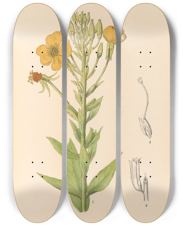 Triptych art skateboard deck of Charles Frederick Millspaugh Medicinal Plants Pl153 by Charles Frederick Millspaugh (1854-1923)