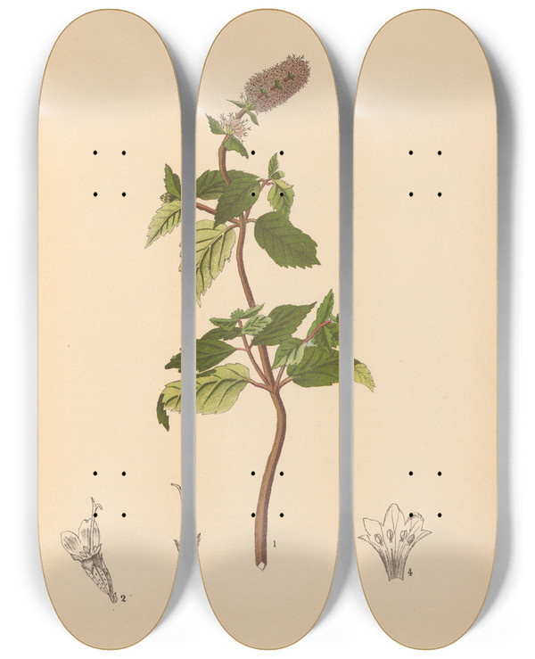 Triptych art skateboard deck of Charles Frederick Millspaugh Medicinal Plants Pl009 by Charles Frederick Millspaugh (1854-1923)