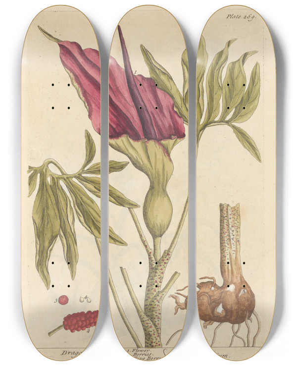 Triptych art skateboard deck of Elizabeth Blackwell Dragons by Elizabeth Blackwell (1707-1758)