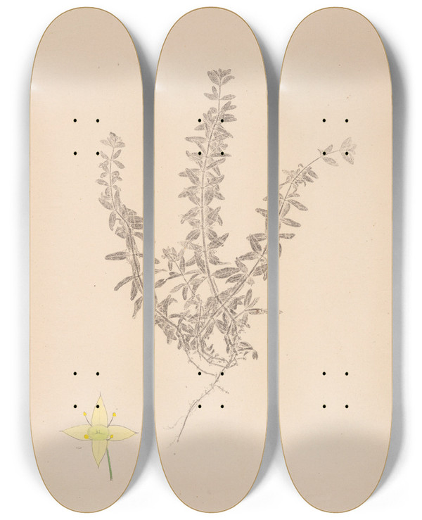 Triptych art skateboard deck of Louis Antoine Cusin Herbier De La Flore Franaise Pl0589 by Louis Antoine Cusin (1824-1901)