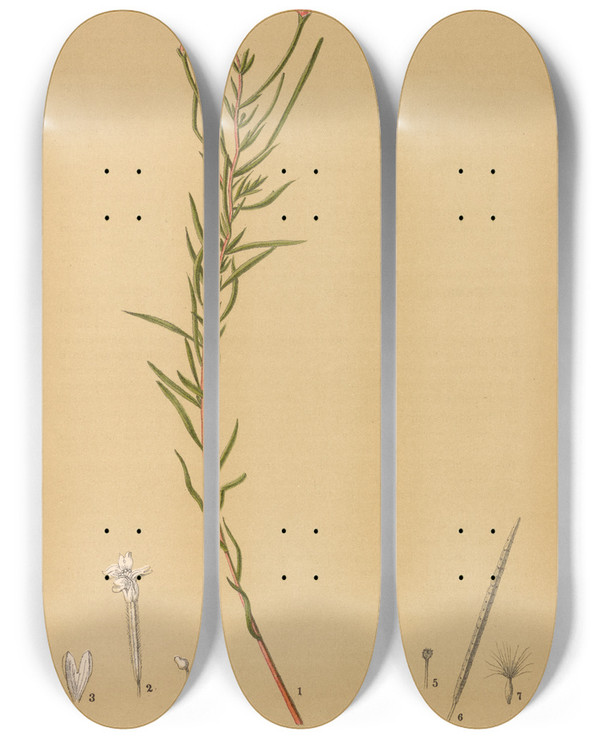 Triptych art skateboard deck of Charles Frederick Millspaugh Medicinal Plants Pl152 by Charles Frederick Millspaugh (1854-1923)