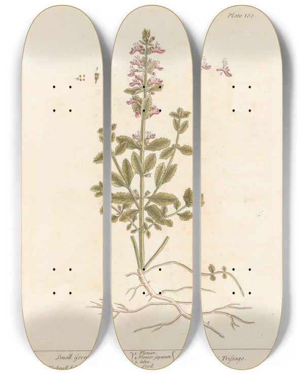 Triptych art skateboard deck of Elizabeth Blackwell Small Germander by Elizabeth Blackwell (1707-1758)