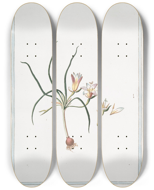 Triptych art skateboard deck of Giorgio Bonelli Romulea Flore Ex Violaceo Et Luteo Variegato by Giorgio Bonelli (1742-1782)