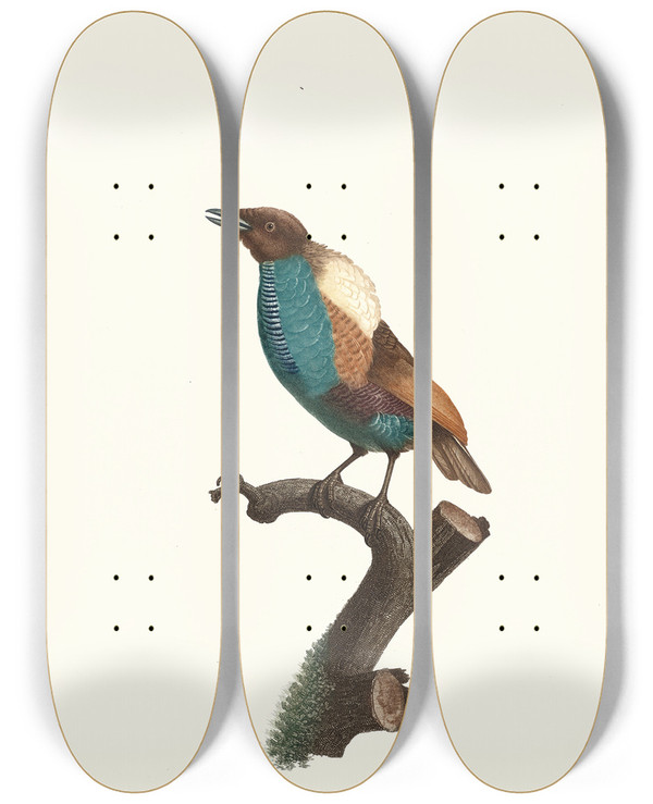 Triptych art skateboard deck of Jacques Barraband Varit Du Magnifique by Jacques Barraband (1767-1809)