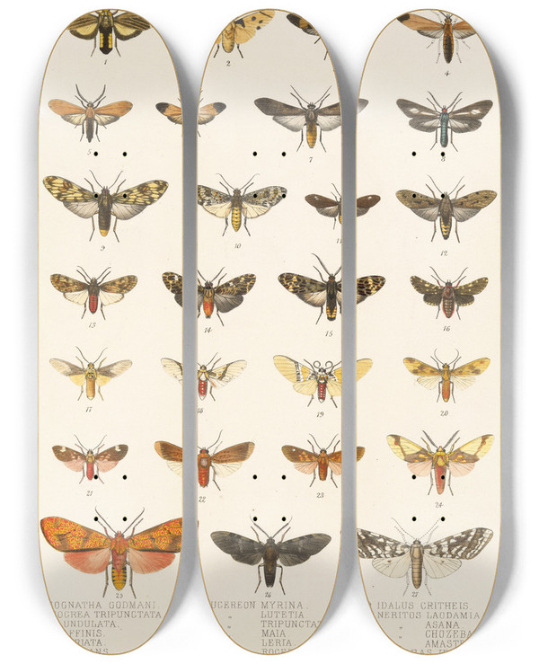 Triptych art skateboard deck of Frederick Ducane Godman Insecta Lepidopteraheterocera Pl 009 by Frederick Ducane Godman (1834-1919)