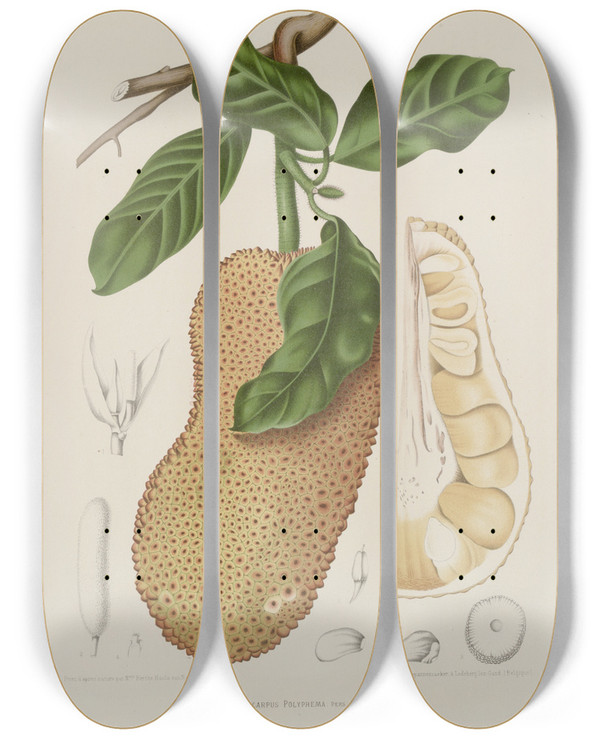 Triptych art skateboard deck of Berthe Hoola Van Nooten Fleurs Fruits Et Feuillages Choisis De Lille De Java Pl26 by Berthe Hoola Van Nooten (1817-1892)