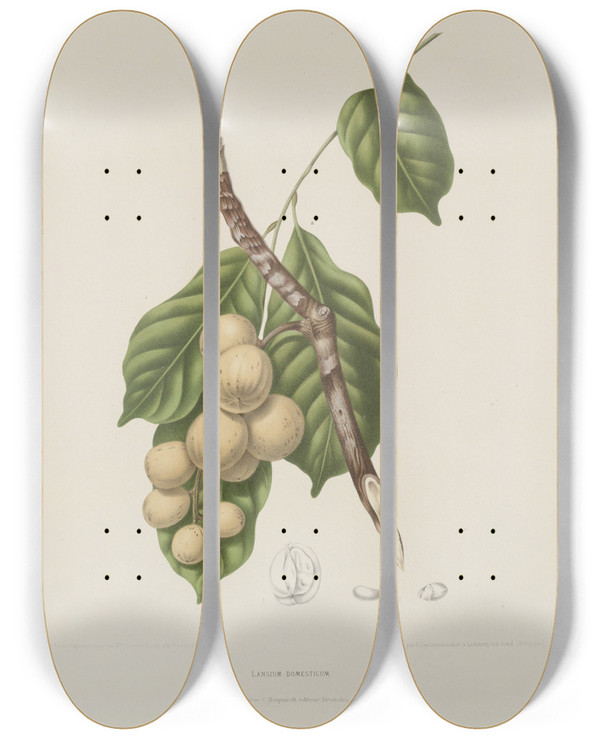 Triptych art skateboard deck of Berthe Hoola Van Nooten Fleurs Fruits Et Feuillages Choisis De Lille De Java Pl08 by Berthe Hoola Van Nooten (1817-1892)