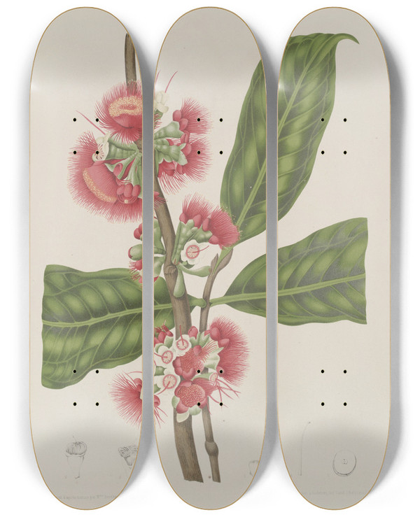 Triptych art skateboard deck of Berthe Hoola Van Nooten Fleurs Fruits Et Feuillages Choisis De Lille De Java Pl29 by Berthe Hoola Van Nooten (1817-1892)