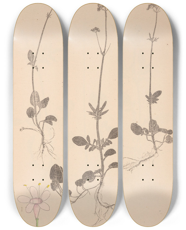 Triptych art skateboard deck of Louis Antoine Cusin Herbier De La Flore Franaise Pl0681 by Louis Antoine Cusin (1824-1901)