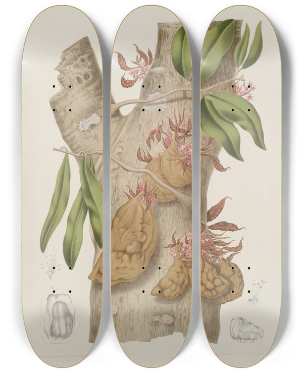 Triptych art skateboard deck of Berthe Hoola Van Nooten Fleurs Fruits Et Feuillages Choisis De Lille De Java Pl24 by Berthe Hoola Van Nooten (1817-1892)