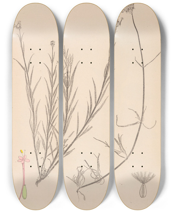 Triptych art skateboard deck of Louis Antoine Cusin Herbier De La Flore Franaise Pl0674 by Louis Antoine Cusin (1824-1901)