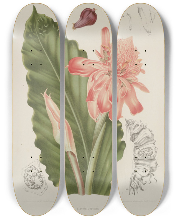 Triptych art skateboard deck of Berthe Hoola Van Nooten Fleurs Fruits Et Feuillages Choisis De Lille De Java Pl06 by Berthe Hoola Van Nooten (1817-1892)