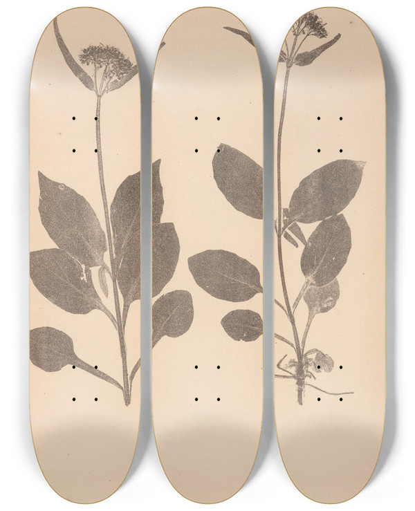 Triptych art skateboard deck of Louis Antoine Cusin Herbier De La Flore Franaise Pl0688 by Louis Antoine Cusin (1824-1901)