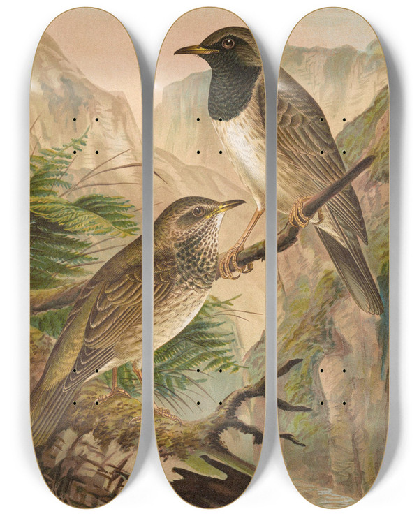Triptych art skateboard deck of Johann Friedrich Naumann Turdus Atrigularis by Johann Friedrich Naumann (1780-1857)