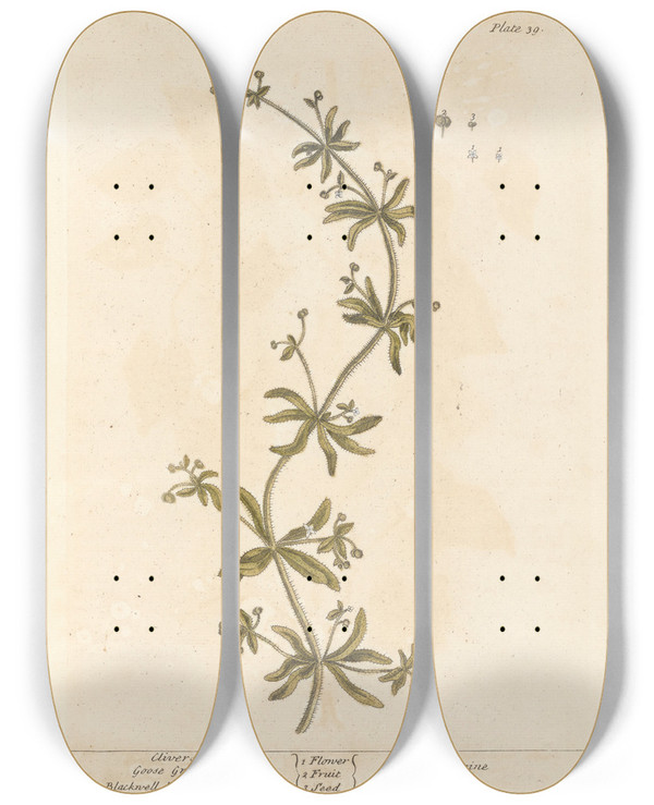 Triptych art skateboard deck of Elizabeth Blackwell Clivers Goose Grass by Elizabeth Blackwell (1707-1758)