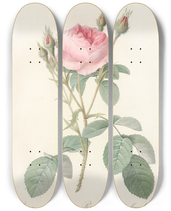 Triptych art skateboard deck of Pierre Joseph Redout Rosa Muscosa Multiplex by Pierre Joseph Redoute (1759-1840)
