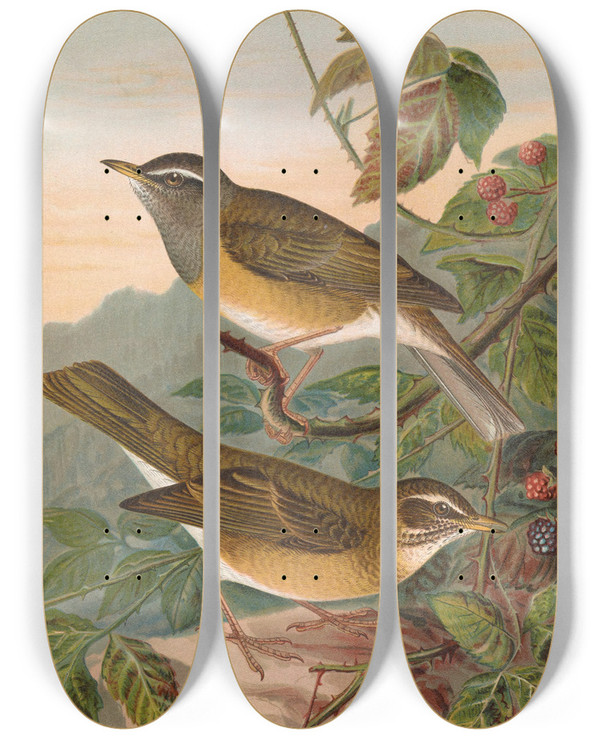 Triptych art skateboard deck of Johann Friedrich Naumann Turdus Obscurus by Johann Friedrich Naumann (1780-1857)